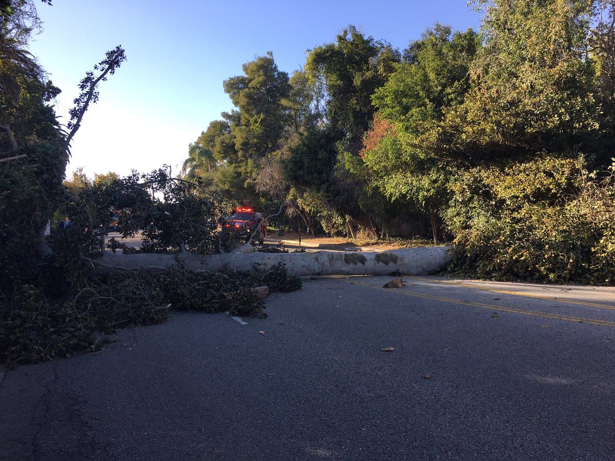 Árbol derribado en la calle Bristol de West LA por vientos Santa Ana.