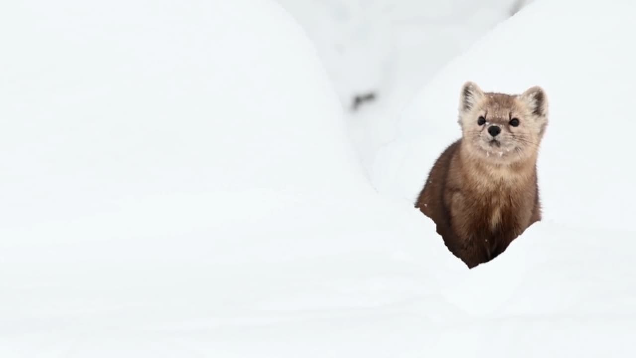 Si bien la marta se alimenta en gran medida de los miembros de la familia de las ardillas, como las ardillas listadas y las ardillas rojas, también come una amplia variedad de insectos, frutas y bayas en temporada.
