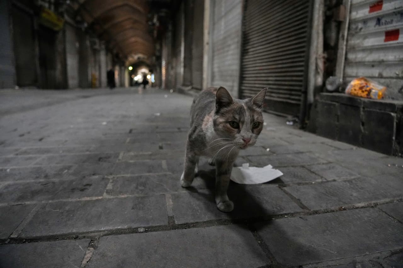 Un gato pasa por tiendas cerradas dentro del bazar principal y tradicional de Teherán, Irán, el martes 10 de marzo de 2026.