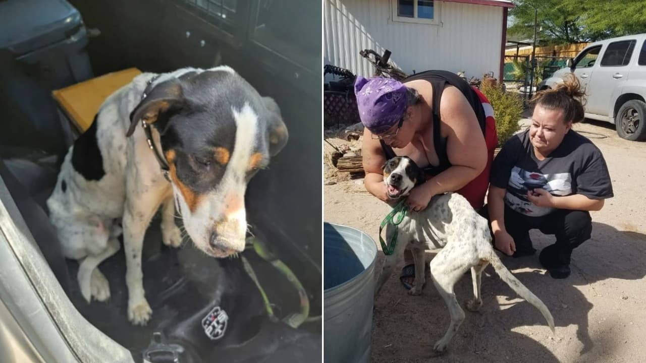 Familia de Arizona perdió a su perrito en un accidente de tránsito, pero la historia tuvo un final feliz