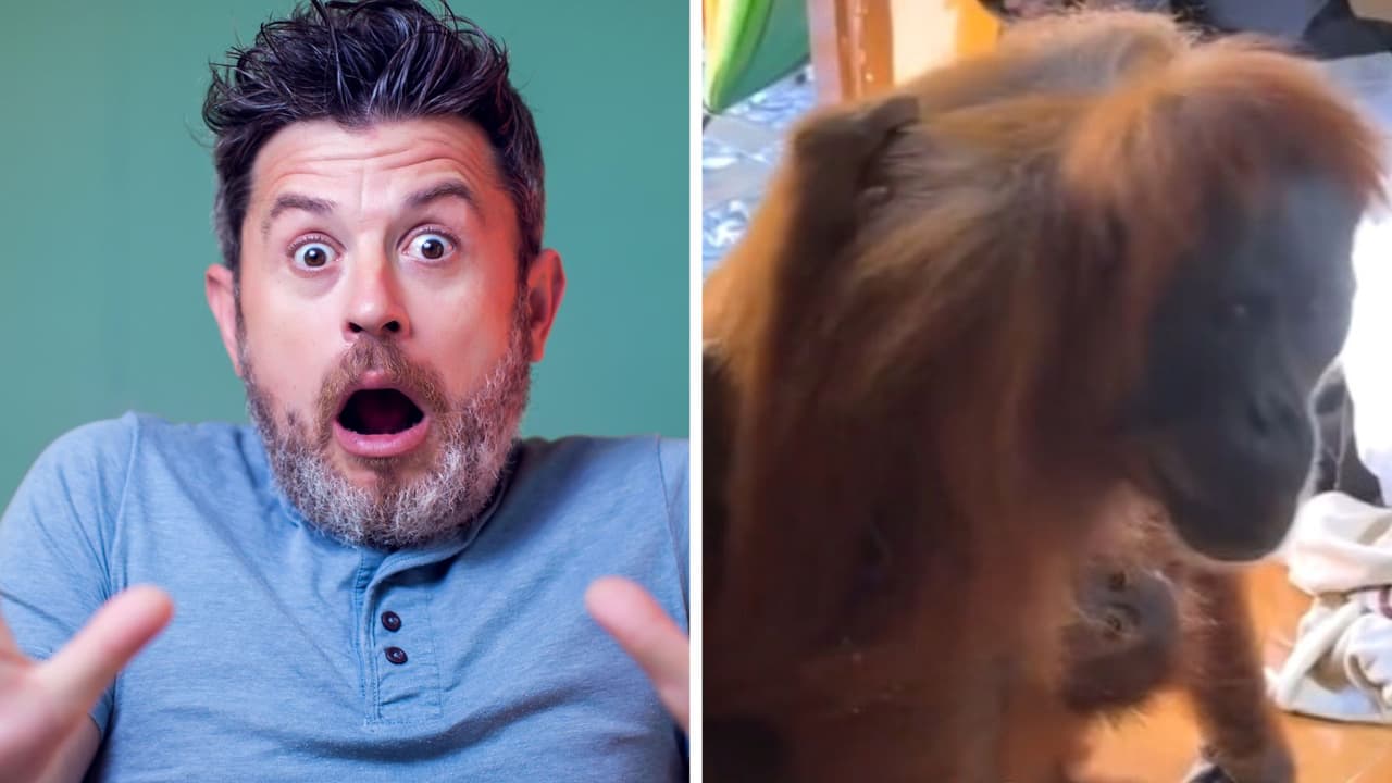 Hombres despiertan y descubren a inusuales intrusos robándoles: una mamá orangután con su bebé