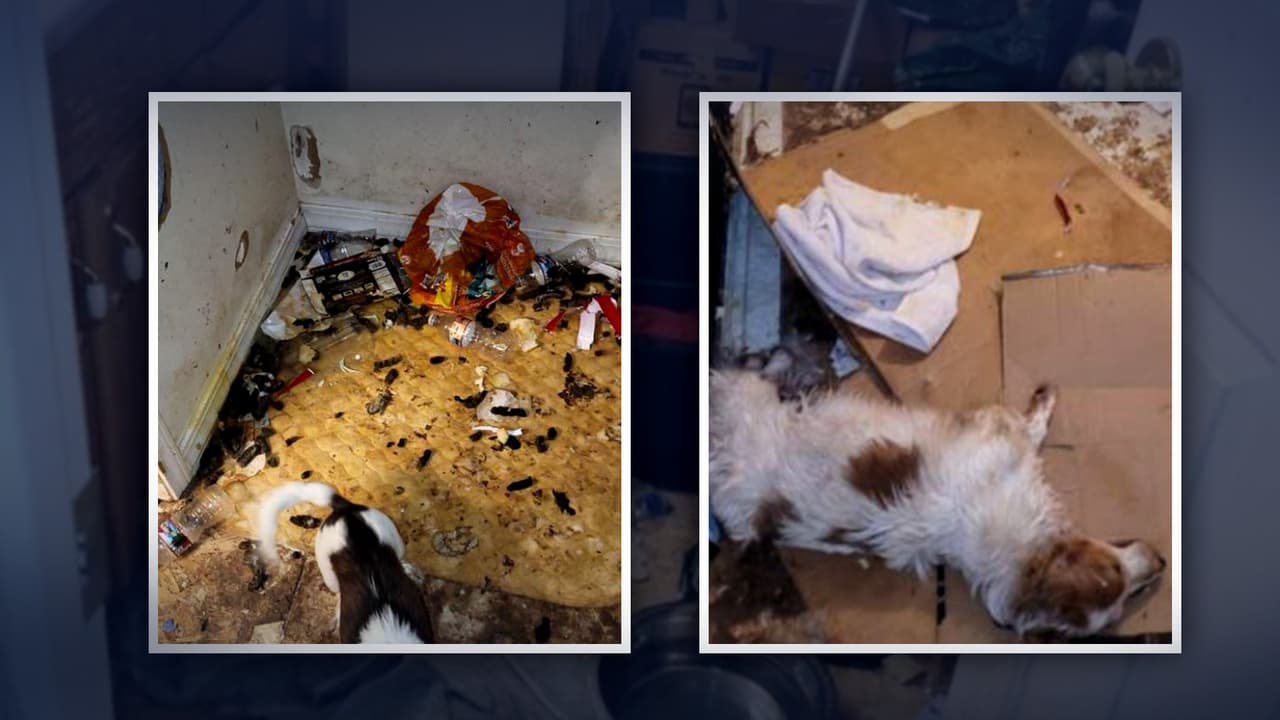 Encuentran 15 perros muertos en un refrigerador y rescatan a otros 14 en la casa de una anciana en Utah