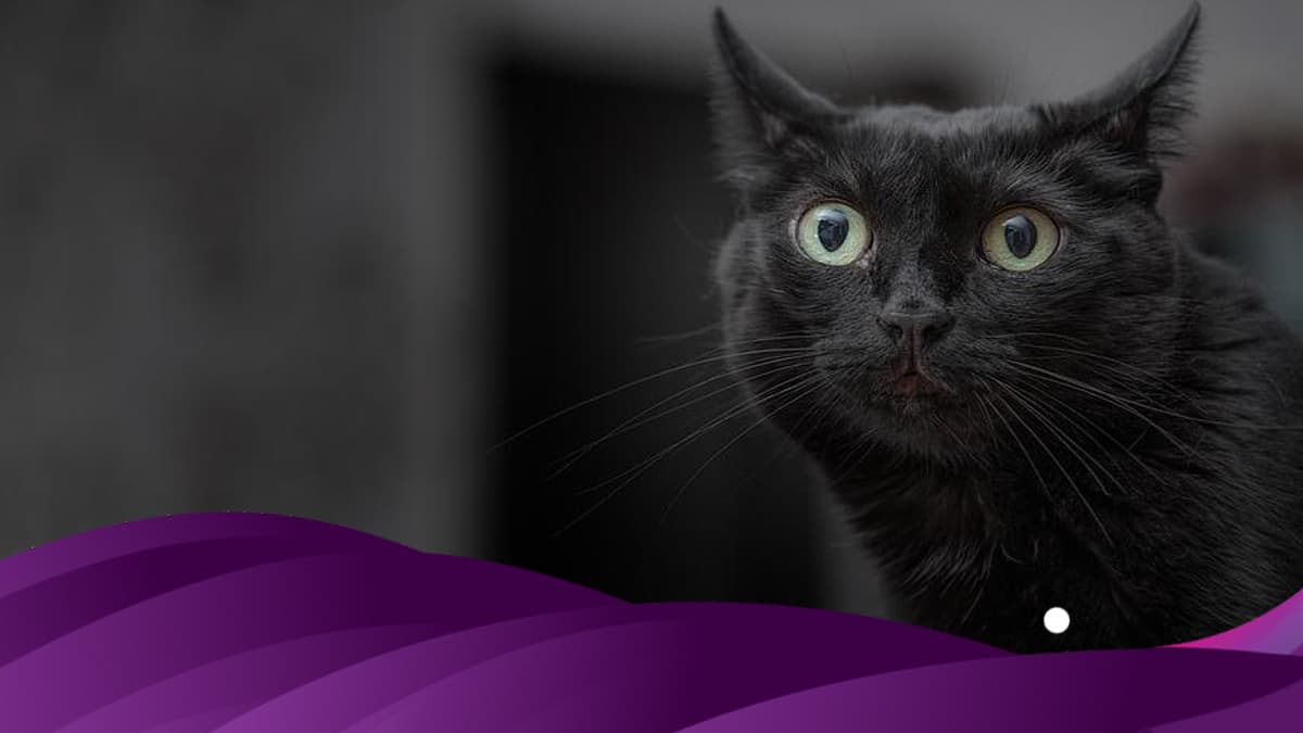 Liberan a 1,000 gatos en Chicago para combatir plaga de ratas