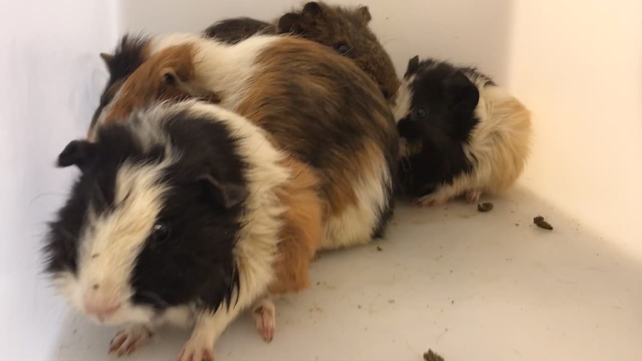 Cuatro conejillos de indias y un conejo.