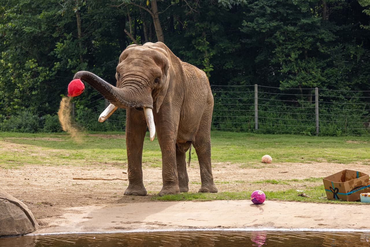 C'sar disfrutó de las golosinas y obtuvo una sandía y una pancarta especial.
<br>