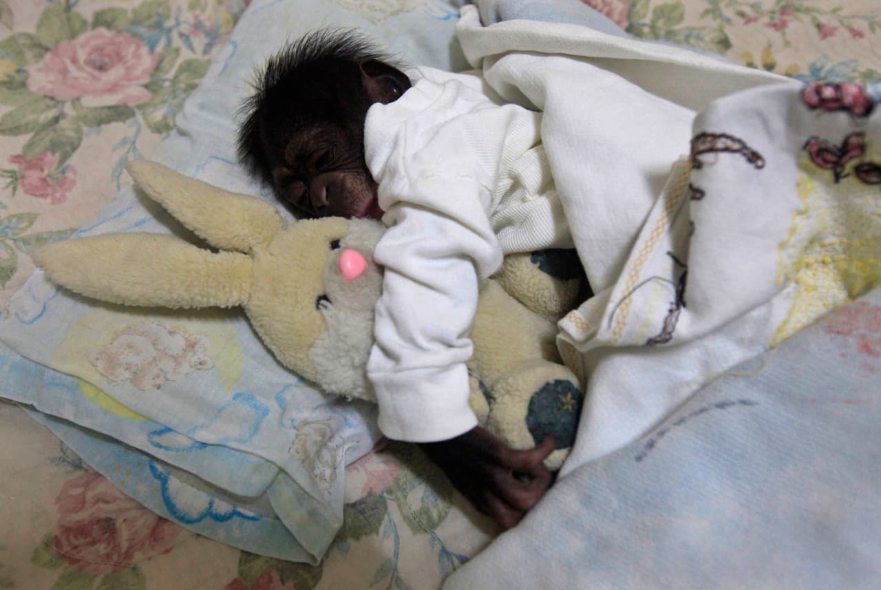 Ada and Anuma sleep in they own beds with their favorite stuffed animals.