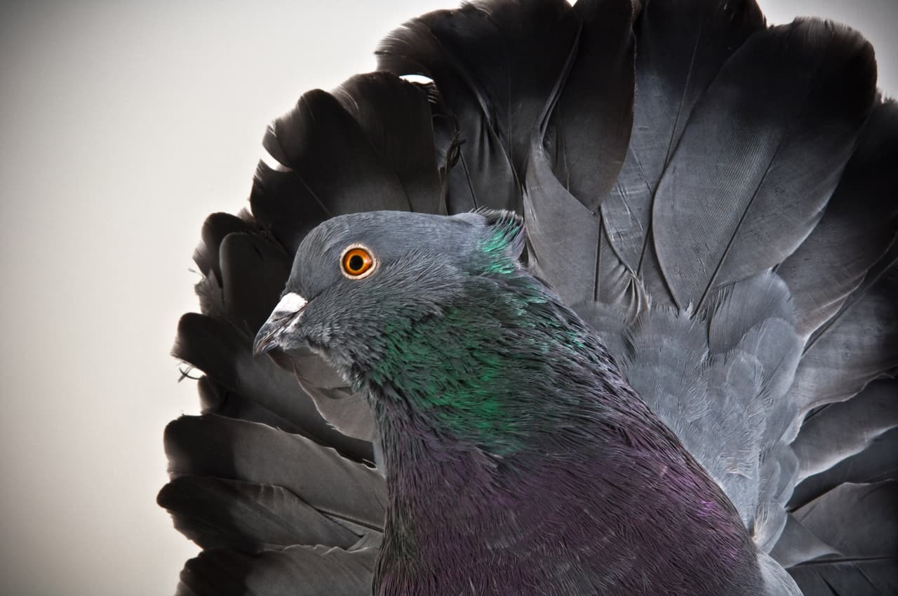 De acuerdo con algunos, a Darwin le fascinaban las aves.