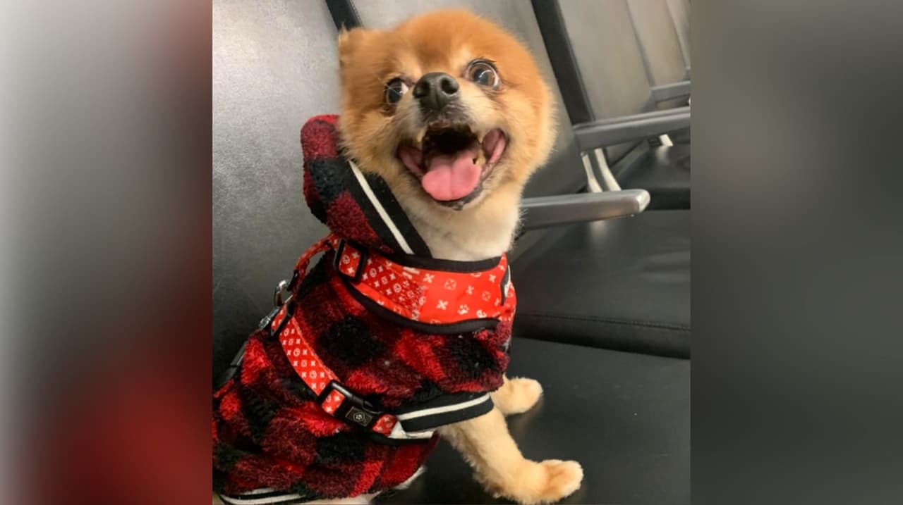 El perrito Guido posa muy alegre, según esta foto enviada por Candy López.