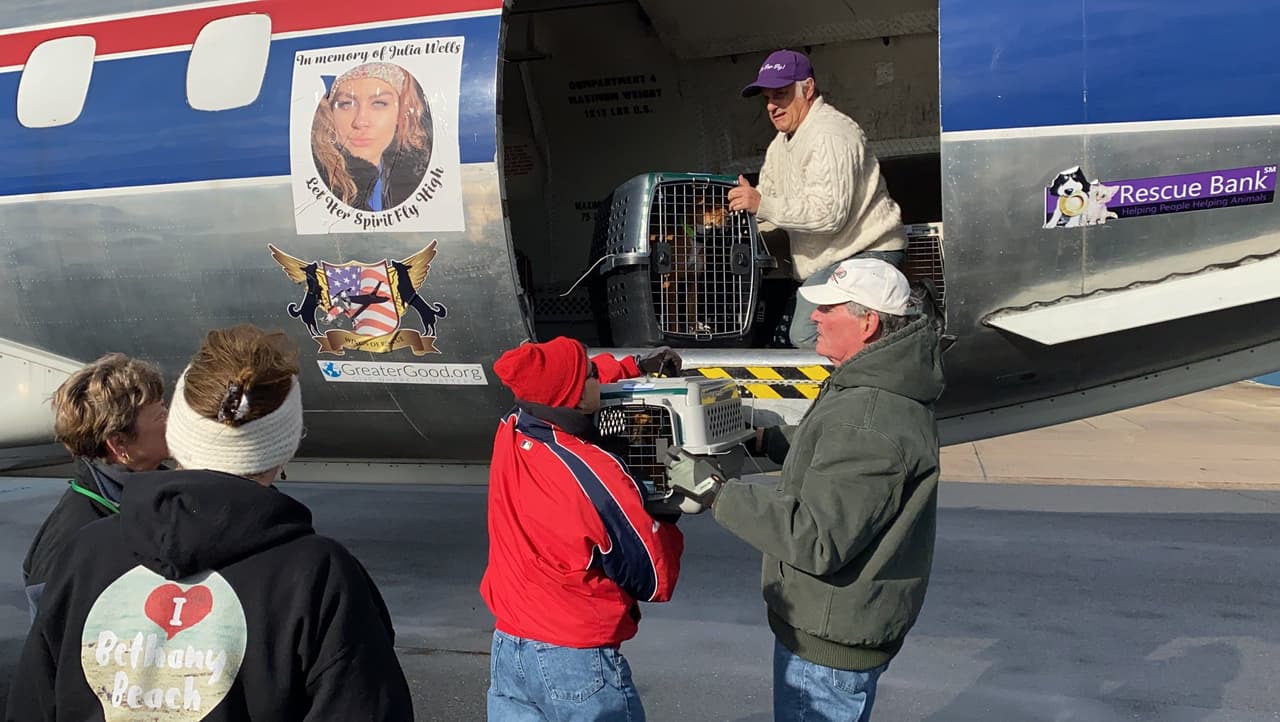 Un vuelo de evacuación de emergencia con más de 110 mascotas de refugio en riesgo llegó a Georgetown.