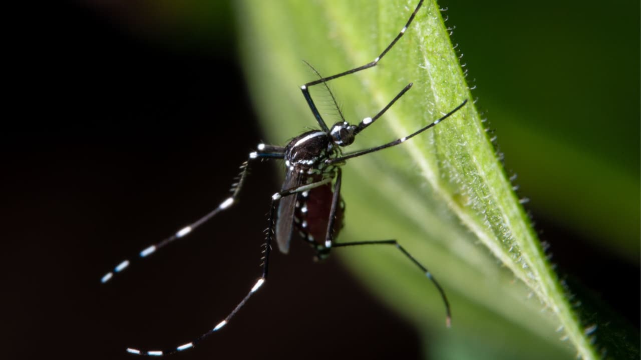 Primera muerte por virus del Nilo en Chicago activa alerta tras las lluvias intensas
