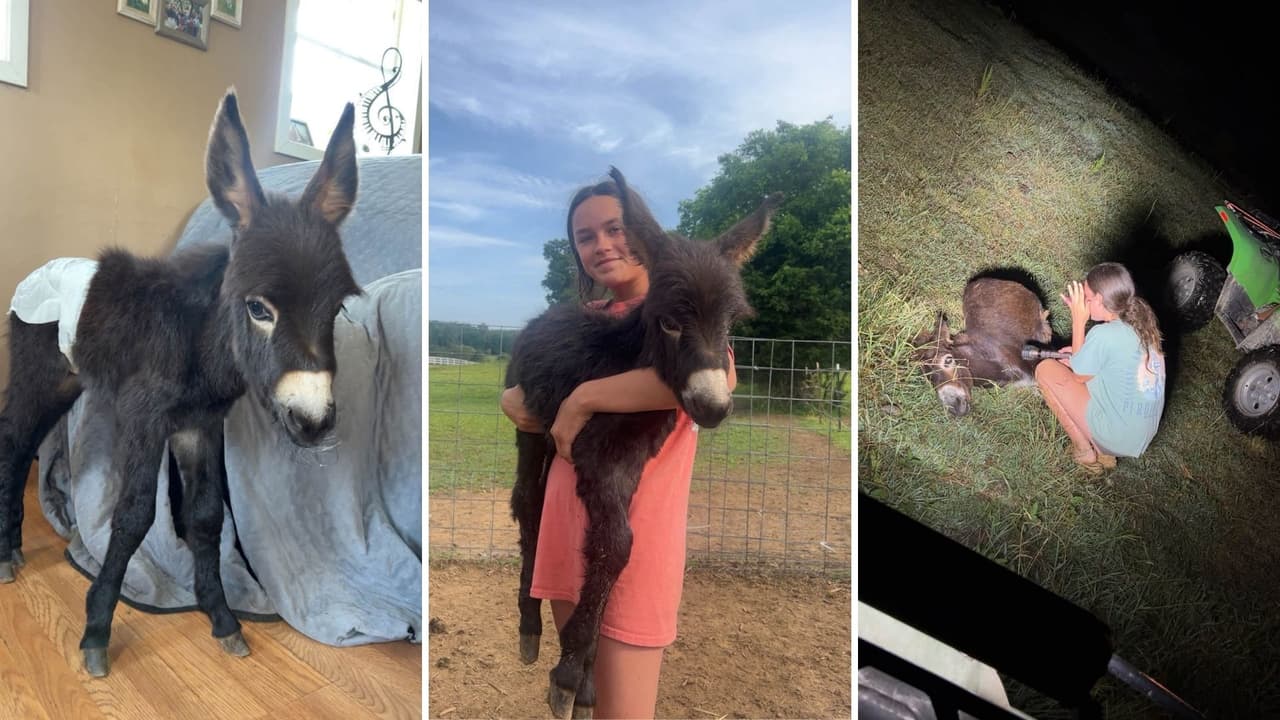 Burro HeeHaw muere a manos de un policía en Georgia: donativos para exigir justicia superan los $100 mil
