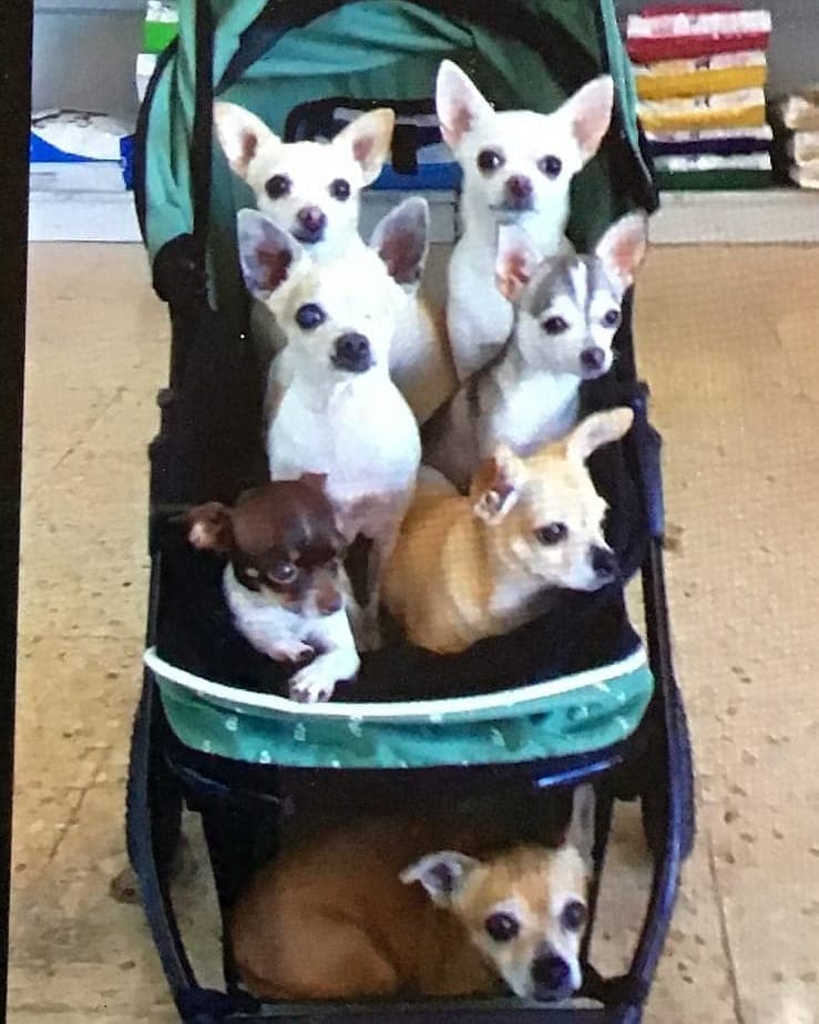 Florinda resaltó que su mascota fue el primer integrante de su rebaño: "Él fue el patriarca con el que inicié mi manada. De la época de Roberto ahora ya sólo me queda Bruno".
<br>