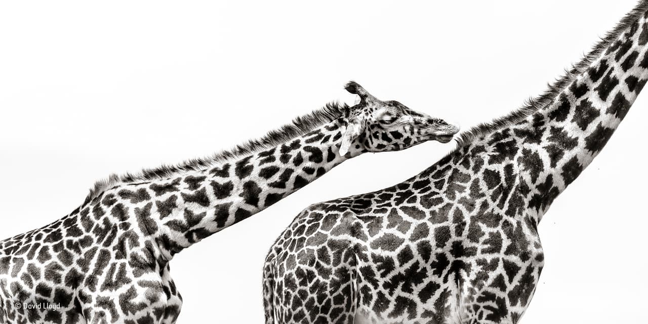 A veces fotografiar animales grandes aislados de su fondo puede ser difícil, especialmente si el fondo es demasiado detallado. Afortunadamente, David Lloyd logró capturar a las jirafas de la reserva nacional Maasai Mara de Kenia contra un cielo blanco y encapotado, pero aún optó por disparar un poco más cerca y, ajustando la exposición, captó el momento íntimo de una jirafa acicalando a su compañero.
<br>
<b>Fotografía: David Lloyd / Museo de Historia Natural</b>