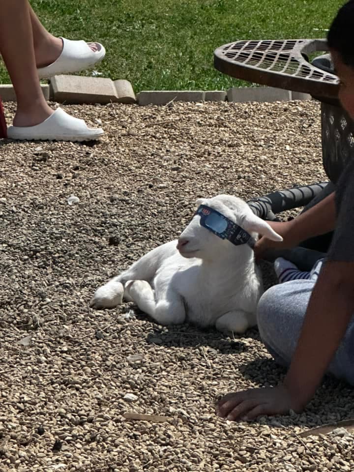 Esta cabra viendo cómodamente el eclipse en Rhome, Texas.