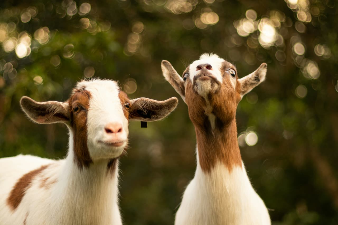 Tres cabras bebé de un zoológico móvil en Carolina del Norte dieron positivo a rabia, según las autoridades.