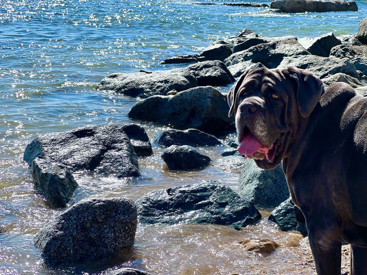 Max es amigo de Univision34 Los Ángeles. La mascota de nuestra compañera Millie Delgado, ha sido parte de nuestras galerías de mascotas por años.