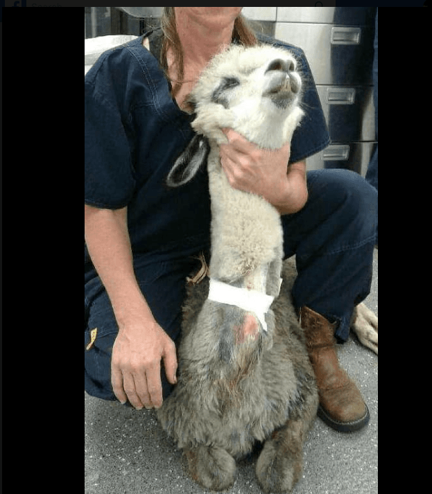 Una bolsa grande de Doritos, dos cajas grandes de queso en trozos y dos bolsas de maní: los alimentos que el animal ingirió.