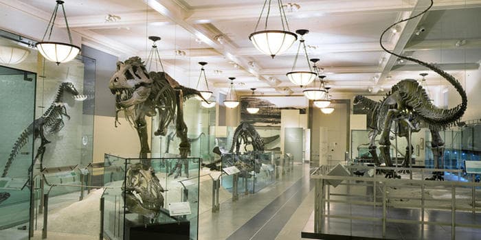 Museum of Natural History: este museo famoso por su colección de fósiles de dinosaurios, es un destino ideal para toda la familia. Tiene decenas de exposiciones super interesantes y está abierto todos los días, excepto en Navidad y Thanksgiving. Además ofrece su famosa “Noche en el museo” en la que chicos pueden quedarse a dormir. La entrada sugerida es de 22 dólares para adultos y 12 para niños, pero queda a discreción de los asistentes pagar lo que deseen.