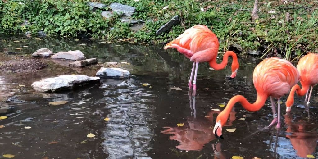 Sus patas son muy delgadas, y terminan en tres dedos, los cuales están unidos entre sí por una
<b>mebrana</b> muy fina. Es así como pueden caminar por el lodo sin ningún tipo de dificultad.
<br>
<br>