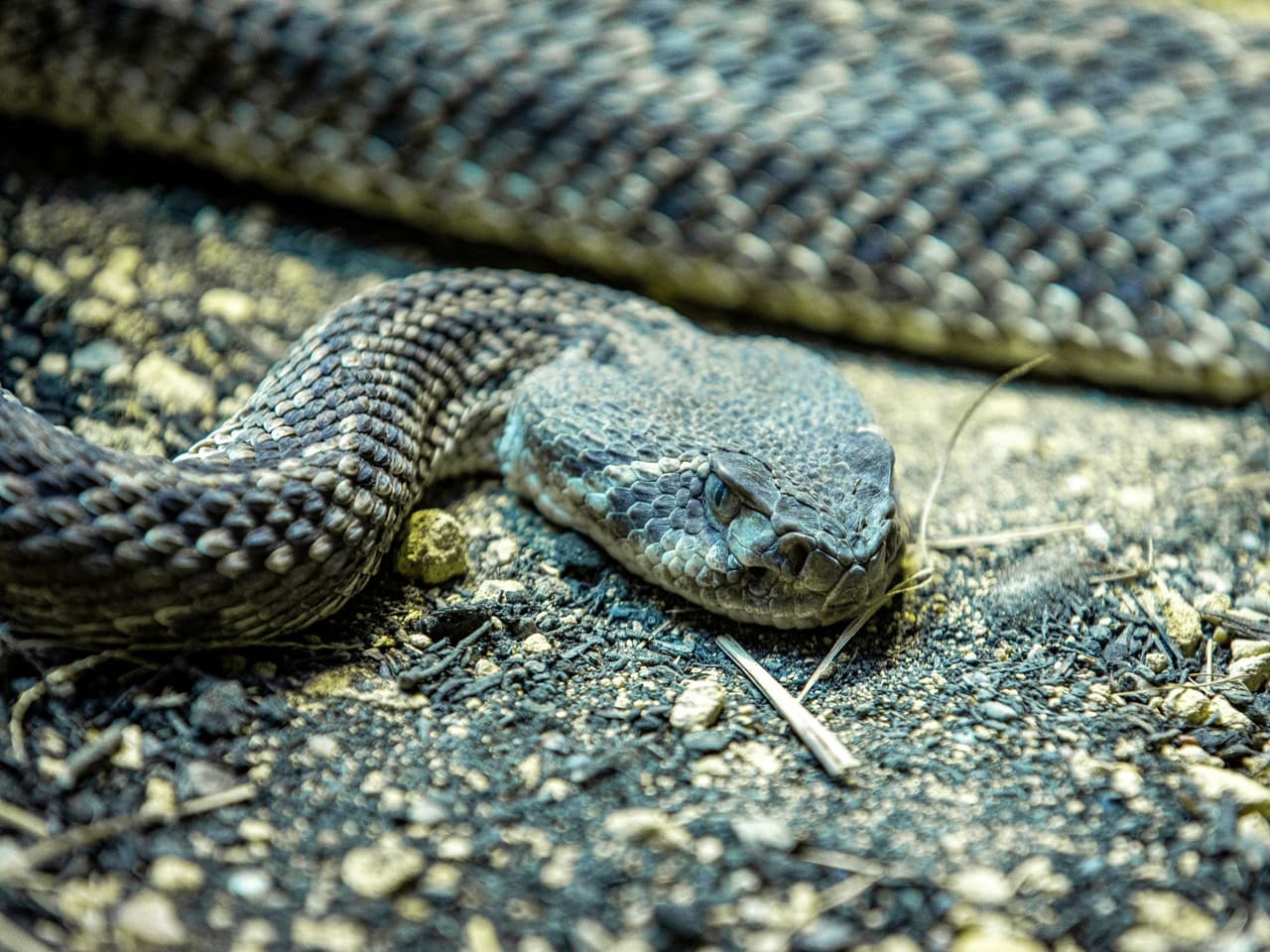 Las serpientes de cascabel generalmente no son agresivas, a menos que sean provocadas o amenazadas, y es probable que se retiren si se les da espacio.
<br>