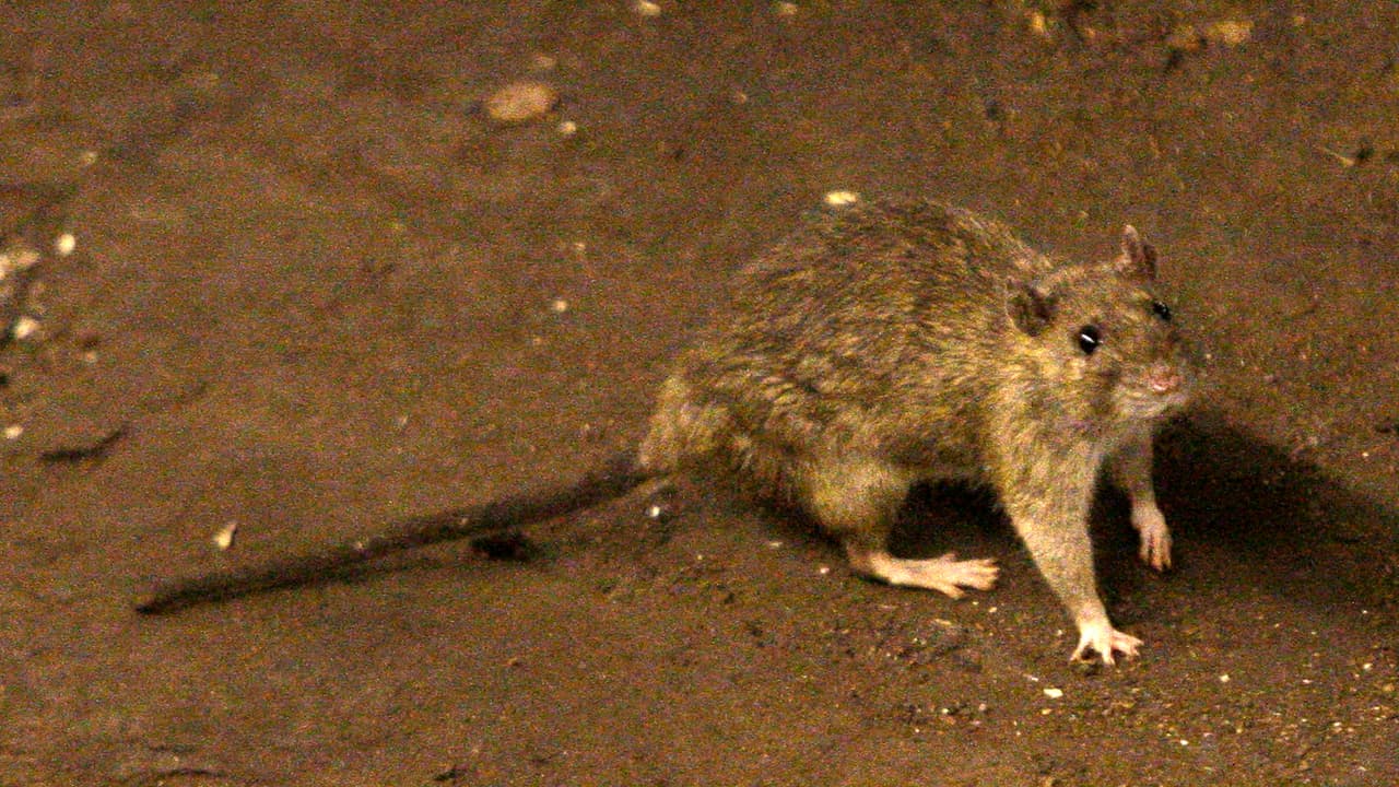 Hantavirus cobra la vida de tres personas en el condado de Mono: alertan a residentes