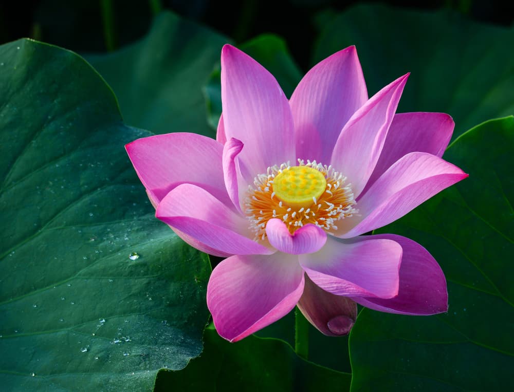 En el hinduismo, su significado está asociado con la belleza, la fertilidad, la prosperidad, la espiritualidad y la eternidad.