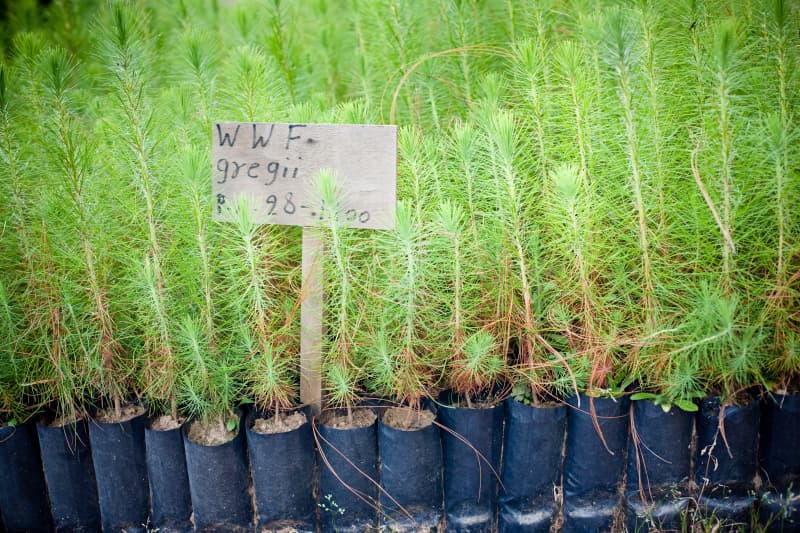 "México ha hecho su tarea en cuanto al control de la tala", celebra Jorge Rickards. También el país está invirtiendo en reforestación.
