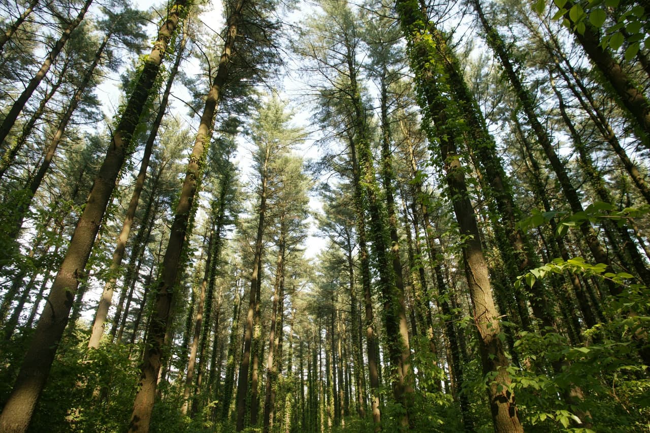 4.- Actualmente, esta conmemoración es considerada
<b>la celebración laica más grande del mundo,</b> aunque durante sus primeros 20 años se llevó a cabo únicamente en territorio estadounidense.