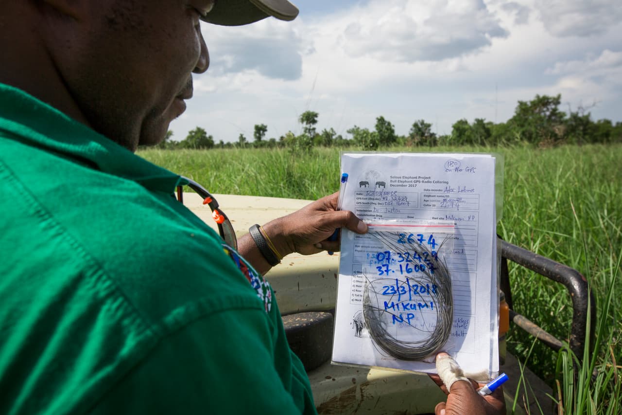 Así lucen los datos de cada ejemplar: medidas con información del collar respectivo junto con una muestra de su pelo para el análisis de ADN.