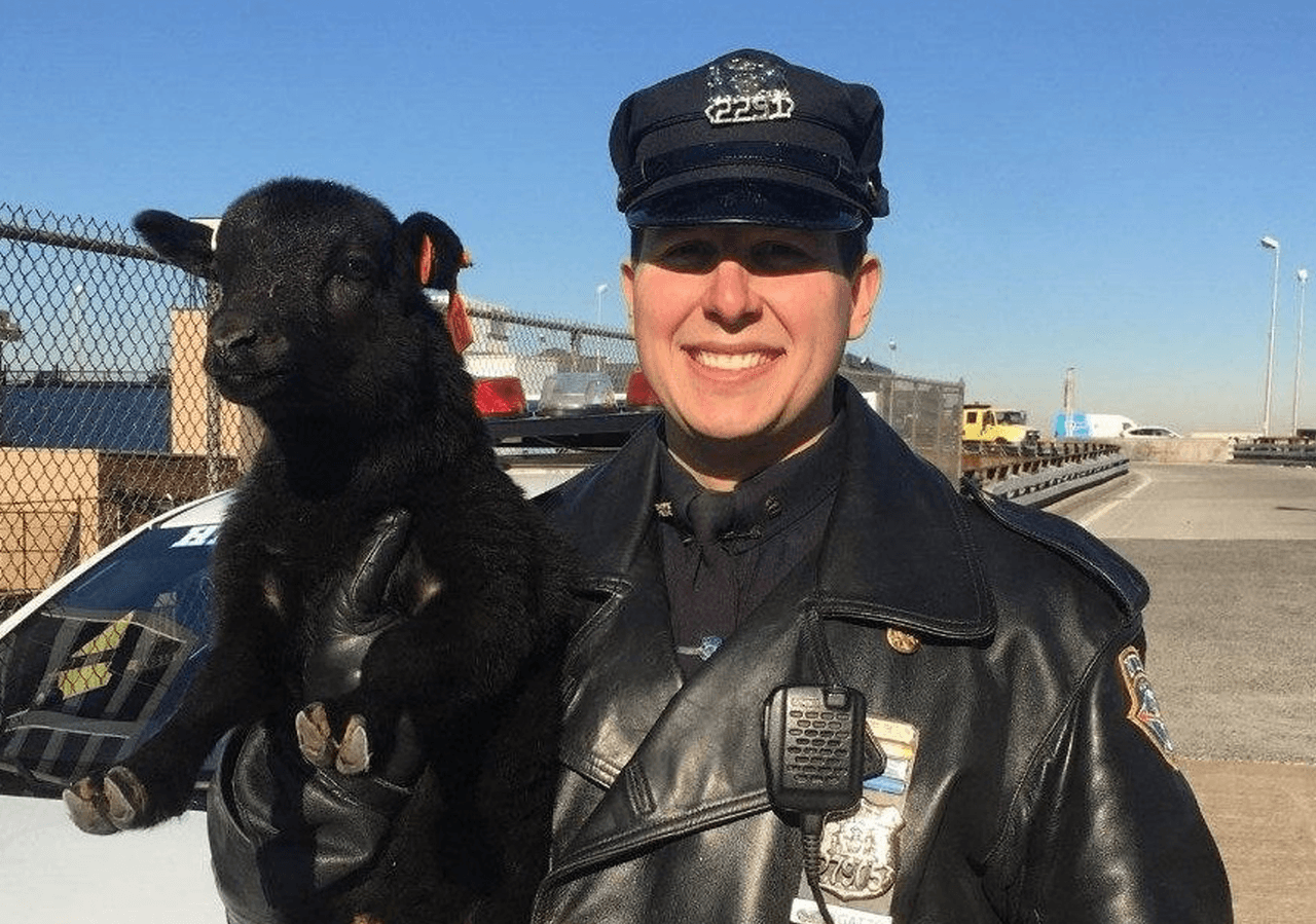 En las últimas dos semanas, el NYPD ha rescatado a una variedad de adorables criaturas rondado las calles de Nueva York. Aquí un recuento de los hallazgos.