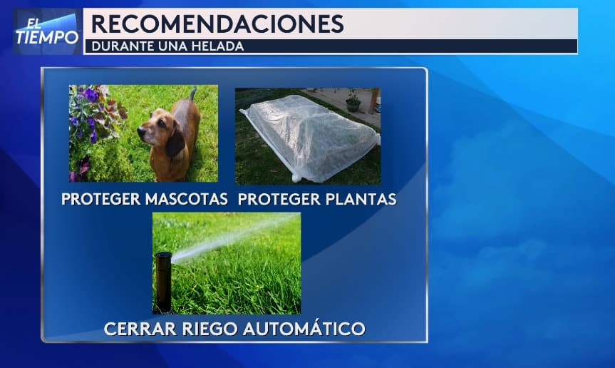 En un Aviso por Helada se recomienda cuidar a tus mascotas, proteger tus plantas y cerrar el riego automático.