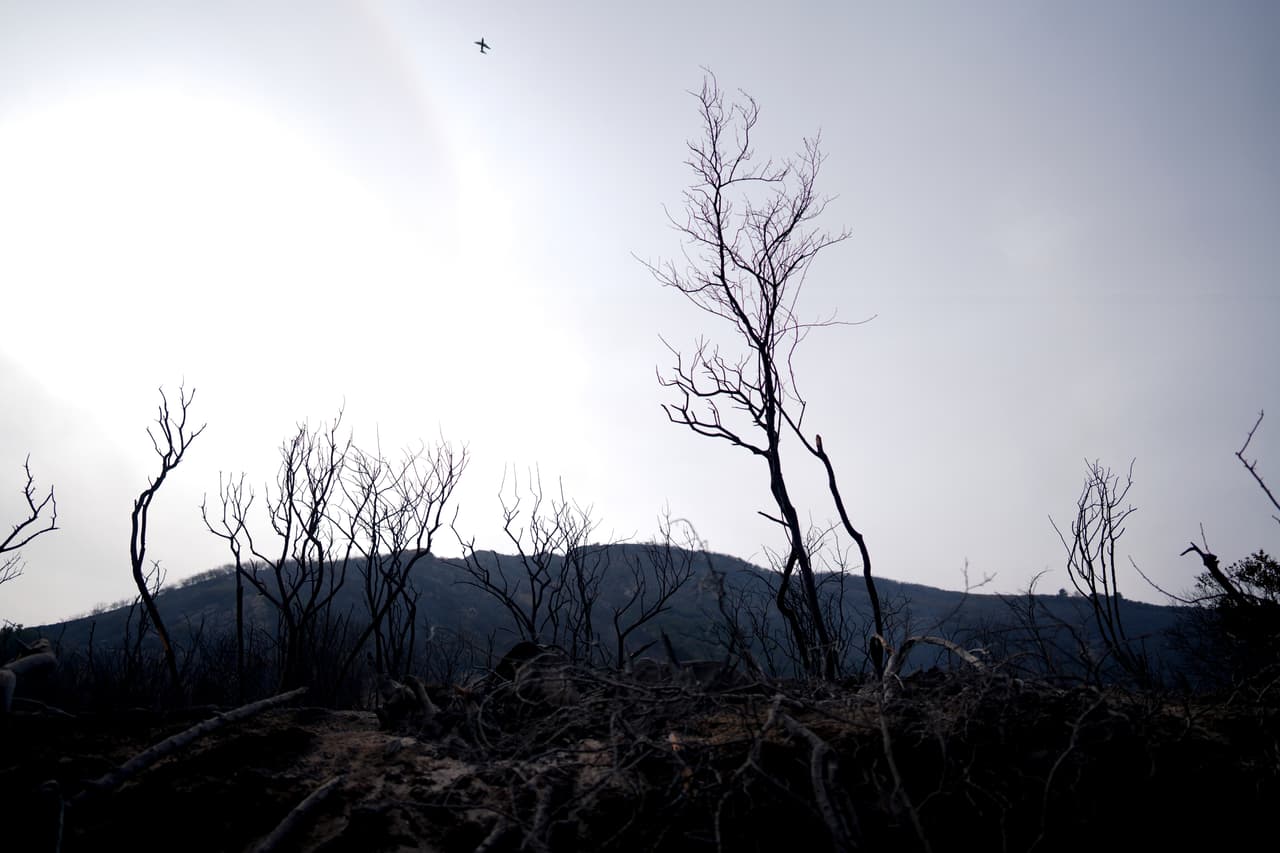 Lo que alguna vez fue verde, ahora es gris y seco,
<b>el fuego lo consumió todo a su paso</b>.
