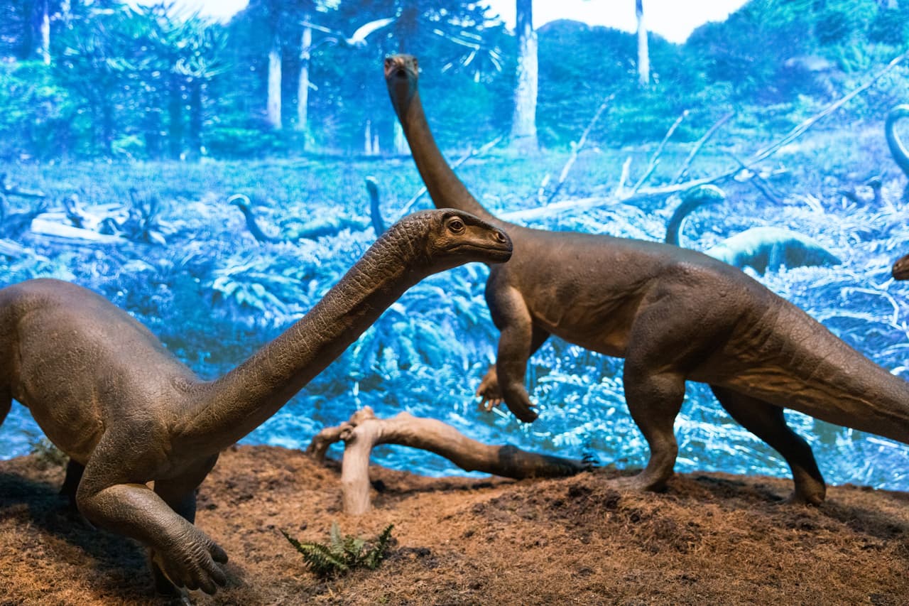 Así es como se vería un sauropodomorfo. Estas réplicas en tamaño real forman parte de la exhibición.