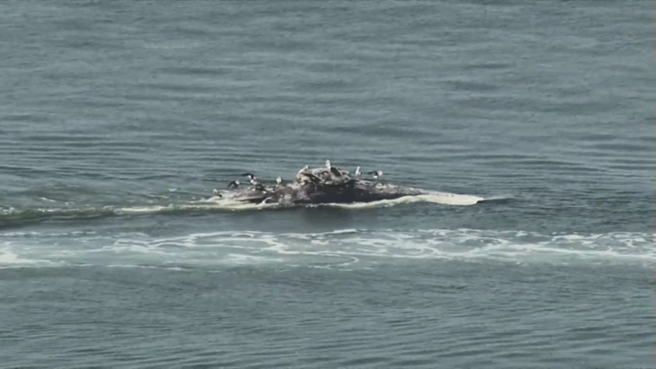 El Centro de Mamíferos Marinos aclaró que esta ballena no es la misma que fue vista hace varias semanas, enredada en aparejos de pesca mientras avanzaba por la costa del sur de California.