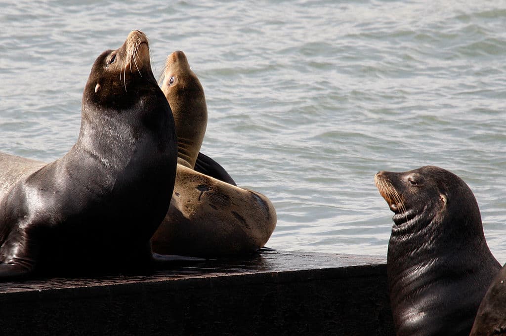 La historia de los leones marinos en el Muelle 39 es fascinante y comenzó después del terremoto de Loma Prieta que sacudió San Francisco en octubre de 1989.