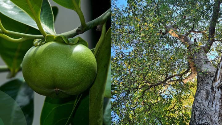 Este es el árbol más peligroso del mundo y su fruto es llamado "la manzana de la muerte"