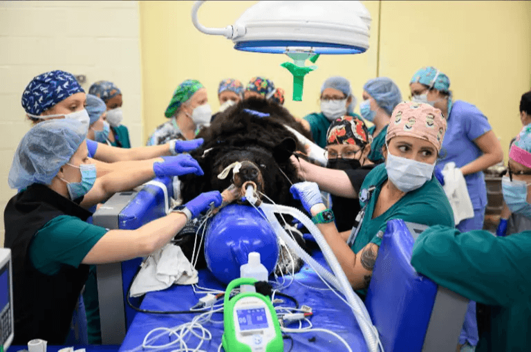 Los veterinarios de la Facultad de Medicina Veterinaria de la Universidad Estatal de Carolina del Norte decidieron sacrificar a Yona el viernes.