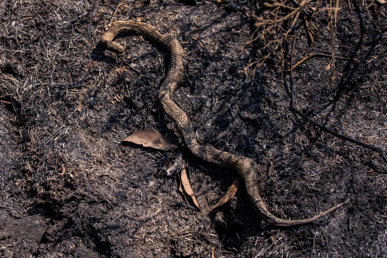 "Se sabe que la lluvia saca a las serpientes, ya que perseguirán ranas" y otras presas, según
<a href="http://www.snake-removal.com/rain.html" target="_blank">Snake-Removal.com </a>