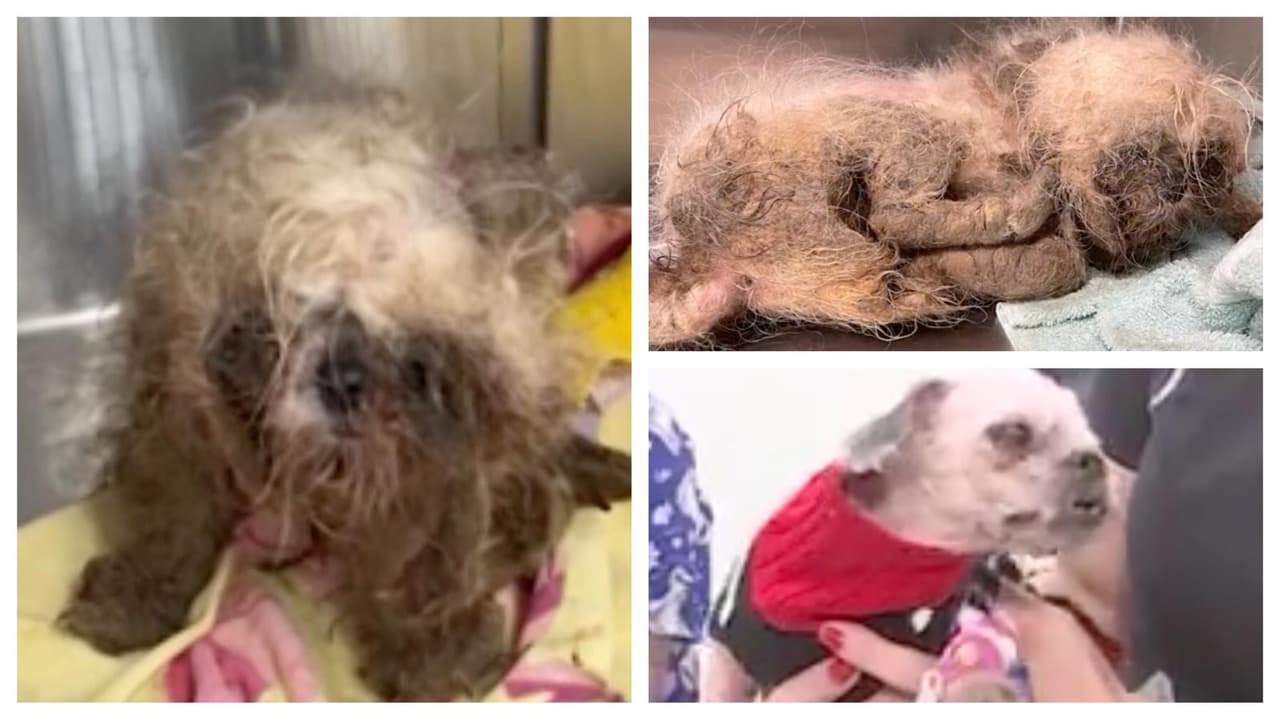 "Ha sido diagnosticada con anemia y parásitos": cuidan a perrita abusada y abandonada en Boca Raton