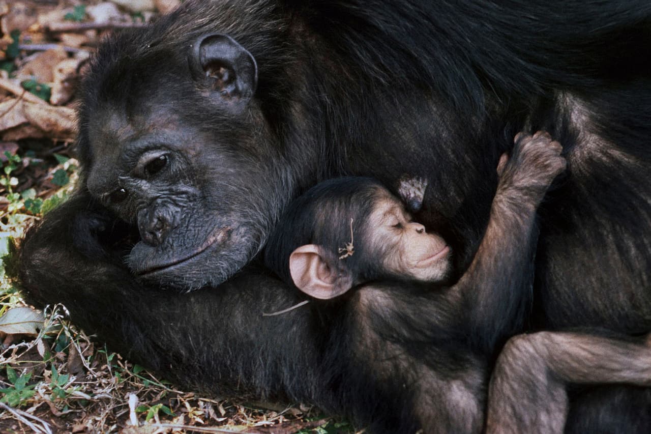 <b>‘Fifi y Faustino’</b>
<br>
<br>Esta fotografía fue tomada por la Dra. Jane Goodall, una reconocida científica, ‘mensajera de la paz’ de la ONU, activista y fundadora del
<a href="https://www.janegoodall.org/about/" target="_blank">Instituto Jane Goodall,</a> que promueve la protección de los grandes simios y sus hábitats.
<br>
<br>El 100% de los ingresos netos por esta fotografía se destinarán a su organización.
<br>