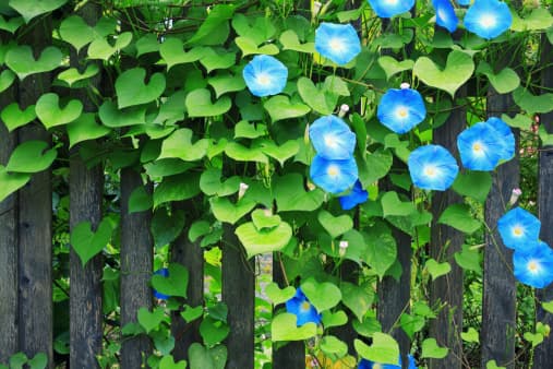 <b>Morning Glory: </b>Aunque existen varios tipos de plantas de esta especie que no son tóxicas, la
<i>Ipomoea violacea</i> o
<i>Ipomoea carnea </i>son las especies venenosas. Le puede causar a la mascota síntomas parecidos al consumo de la droga recreativa conocida como LSD.