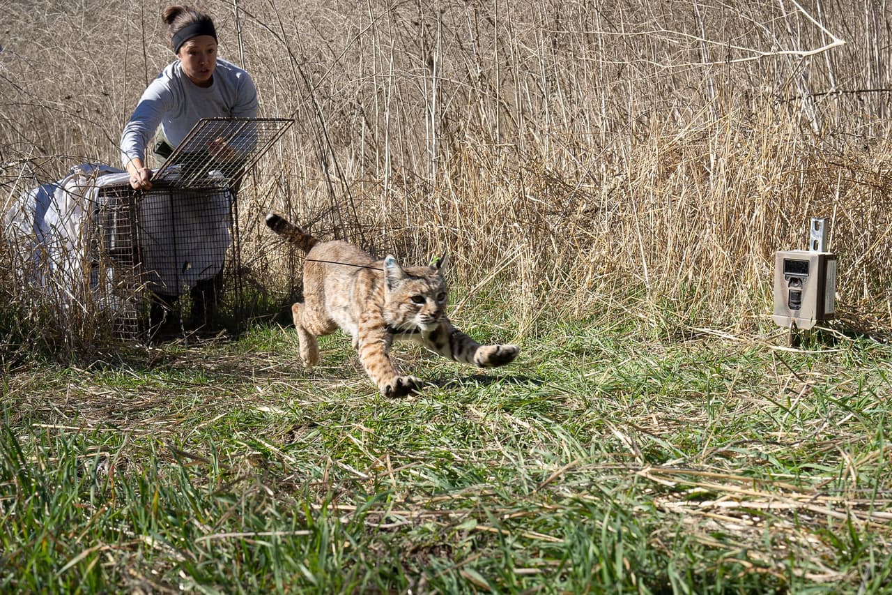 Los cachorros de gato montés usualmente están con su madre hasta los 9 meses hasta que pueden ser independientes y sobrevivir por sí mismos.