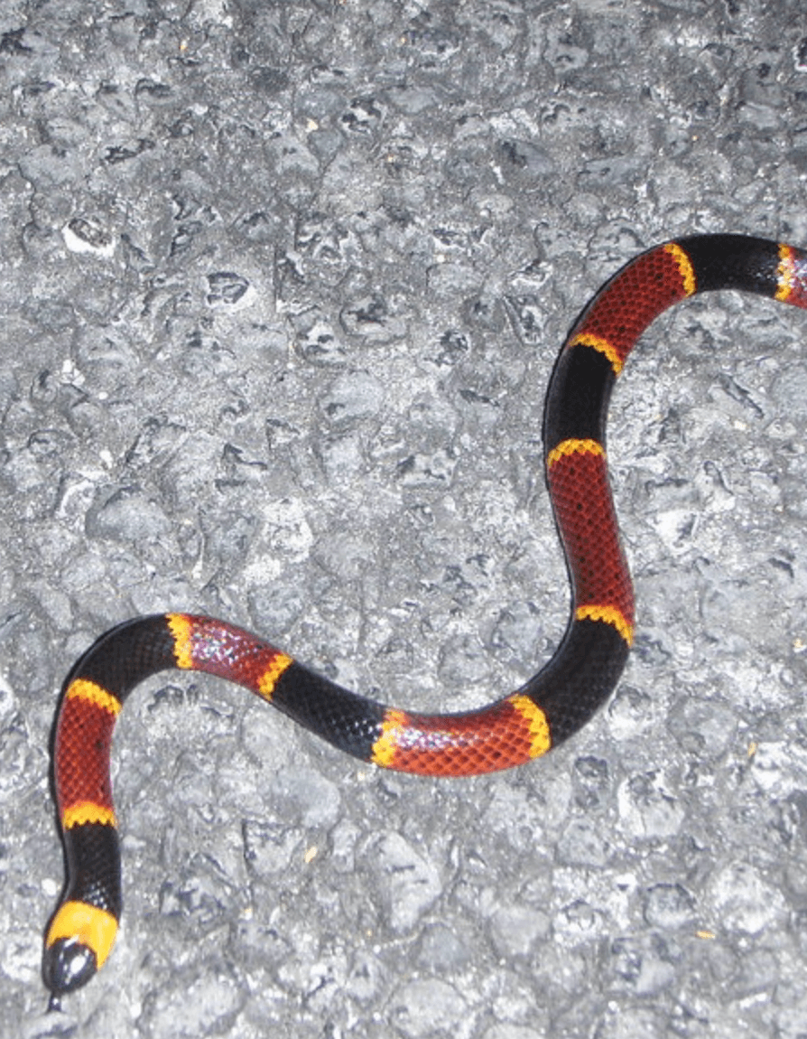 Hay cuatro tipos de serpientes venenosas en Texas: serpientes de coral, cabezas de cobre, bocas de algodón (mocasines de agua) y serpientes de cascabel.