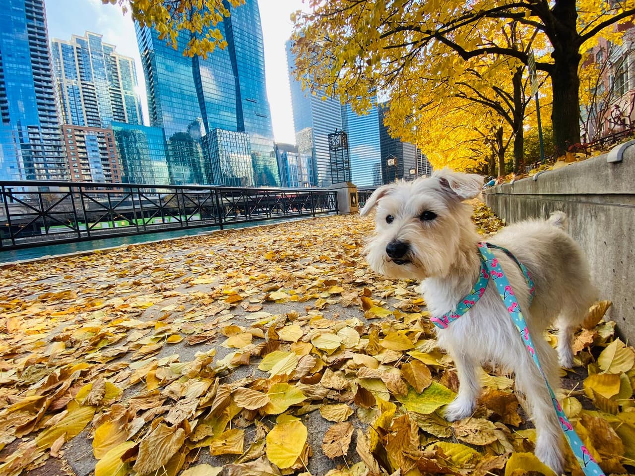 Perla en su último paseo de la temporada en los 70s.
