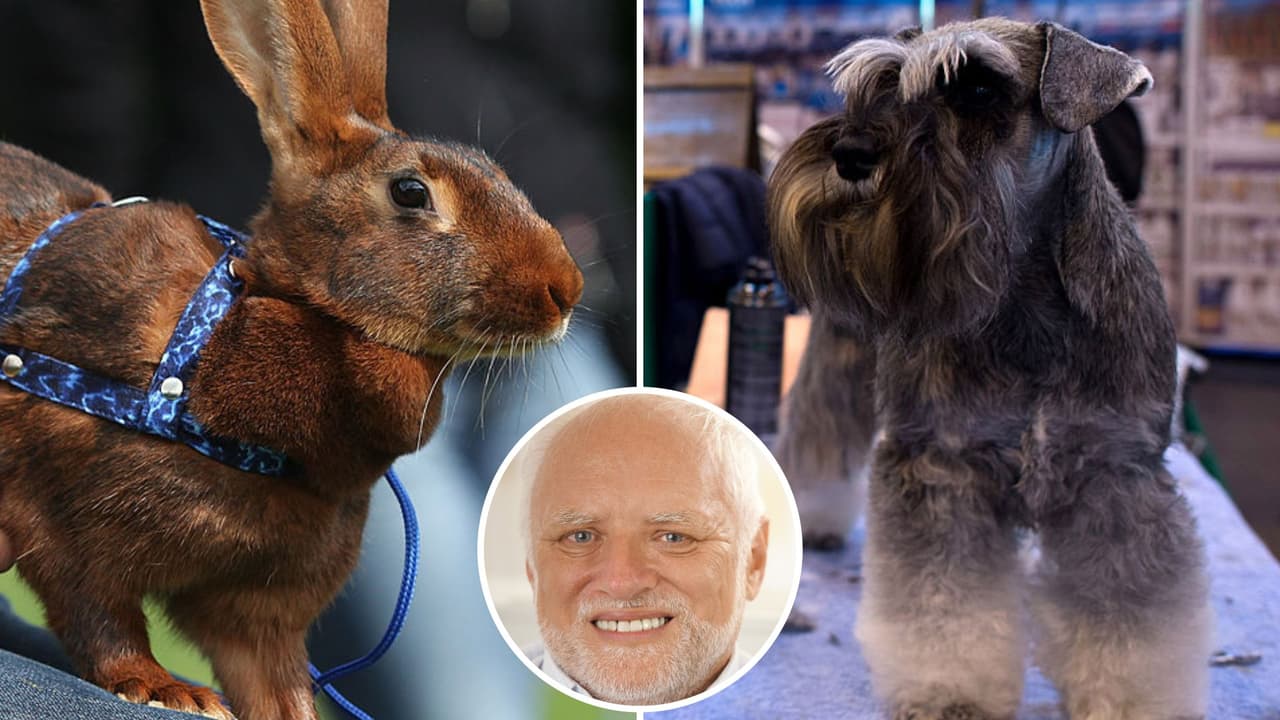 ¿Perro o conejo? Mascota confunde a usuarios en TikTok por su extraño aspecto: así luce