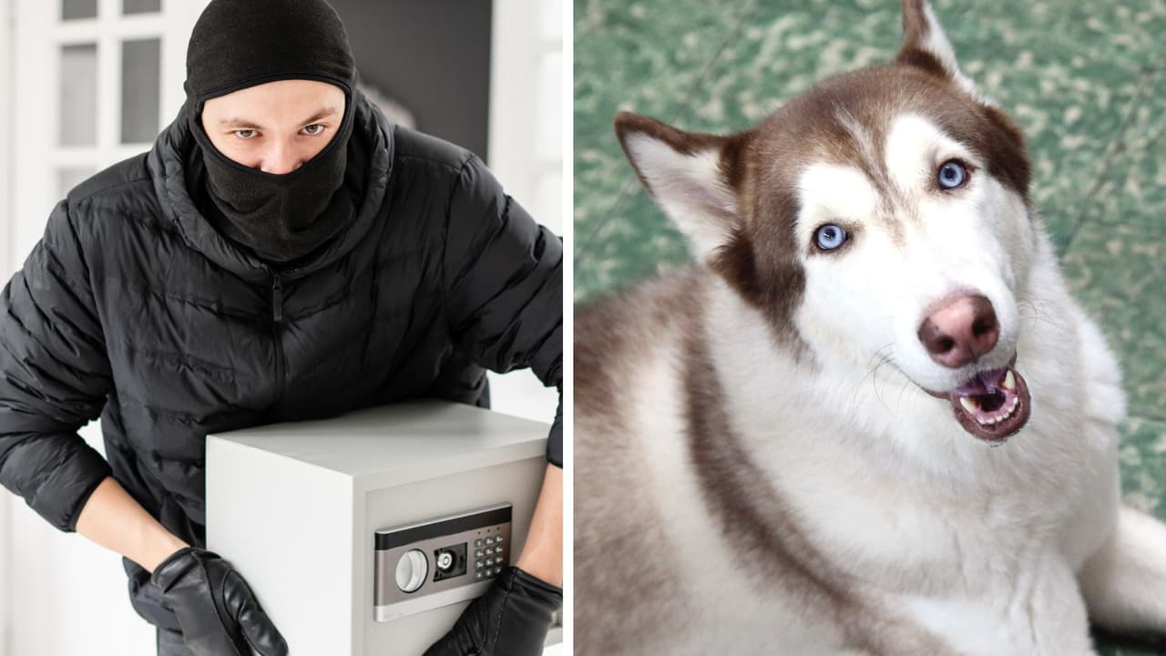 Perrito es entrenado para "proteger la joyería de su amo": pero así reaccionó durante un asalto