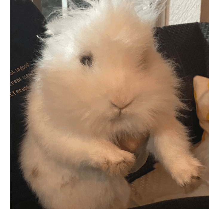 El conejito AnastAisho no puede evitar la tentación de comerce los cales del Internet. "Con bastante frecuencia, tengo que repararlos", dijo su dueña.