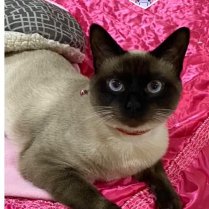 "Muy inteligente mi niño", dice Nirma sobre su gato.