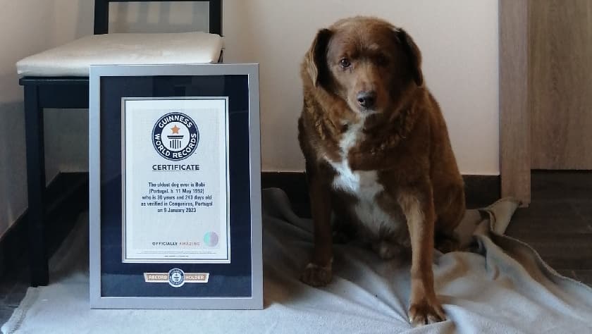 Conoce a Bobi, el perro más longevo del mundo según el Récord Guinness