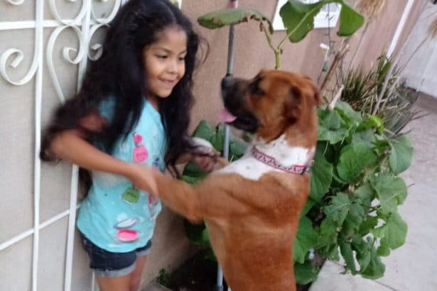 Ahora la Karla batalla con la recuperación de sus heridas y el trauma tras el irresponsable acto que casí le cuesta la vida a la inocente niña.